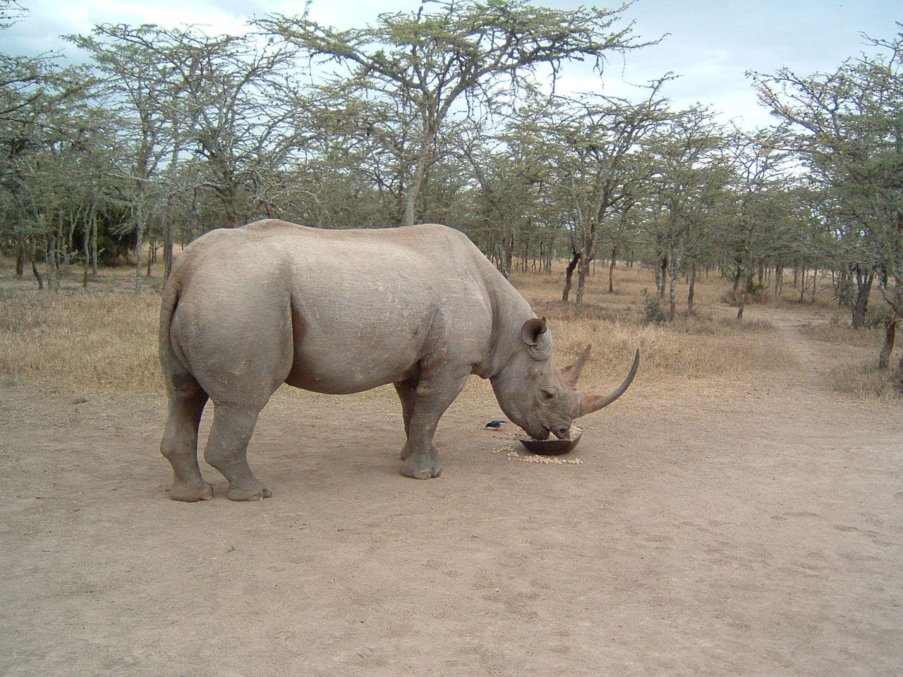 非洲黑犀牛图片免费下载-5147410973-千图网Pro