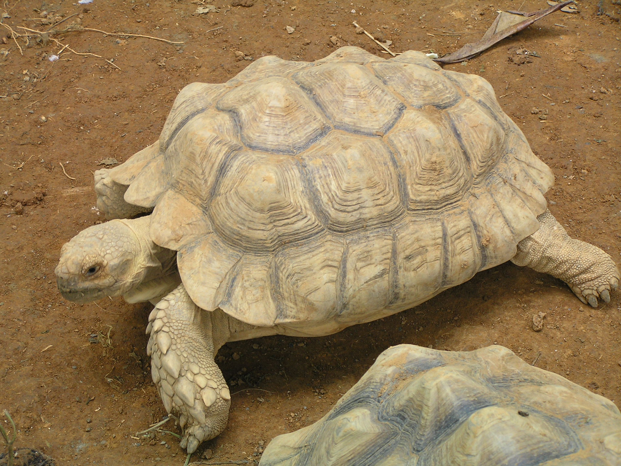 苏卡达陆龟-非法贸易野生动物与制品鉴别-图片