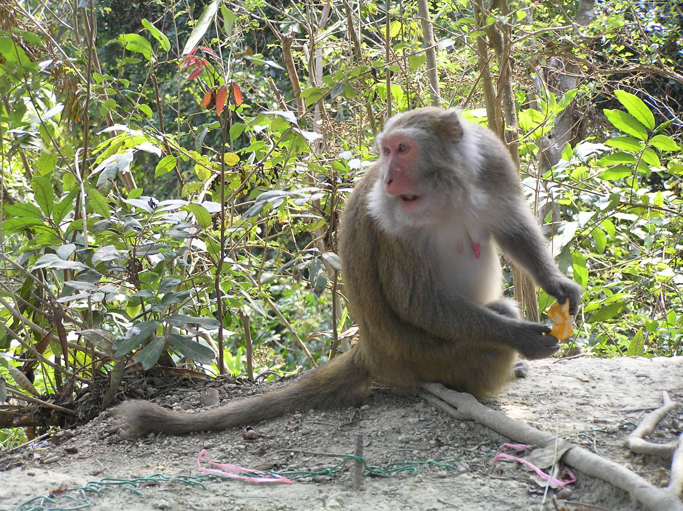 台湾猴图片图片